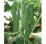 Malazgirt F1 Hıyar Fidesi